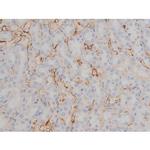 Phospho-Fyn (Tyr531) Antibody in Immunohistochemistry (Paraffin) (IHC (P))