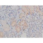 Phospho-Fyn (Tyr531) Antibody in Immunohistochemistry (Paraffin) (IHC (P))