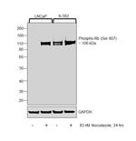 Phospho-Rb (Ser807) Antibody in Western Blot (WB)