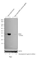 Phospho-NPM1 (Thr199) Antibody in Western Blot (WB)