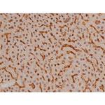 Phospho-SP1 (Thr453) Antibody in Immunohistochemistry (Paraffin) (IHC (P))