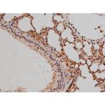 Phospho-SP1 (Thr453) Antibody in Immunohistochemistry (Paraffin) (IHC (P))