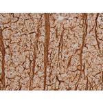 Phospho-SP1 (Thr453) Antibody in Immunohistochemistry (Paraffin) (IHC (P))