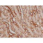 Phospho-SP1 (Thr453) Antibody in Immunohistochemistry (Paraffin) (IHC (P))