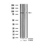 Phospho-SP1 (Thr453) Antibody in Western Blot (WB)