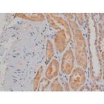 Phospho-SP1 (Thr739) Antibody in Immunohistochemistry (Paraffin) (IHC (P))