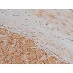 Phospho-SP1 (Thr739) Antibody in Immunohistochemistry (Paraffin) (IHC (P))