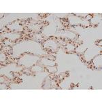 Phospho-SP1 (Thr739) Antibody in Immunohistochemistry (Paraffin) (IHC (P))