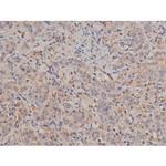 Phospho-SP1 (Thr739) Antibody in Immunohistochemistry (Paraffin) (IHC (P))