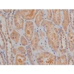 Phospho-SP1 (Thr739) Antibody in Immunohistochemistry (Paraffin) (IHC (P))