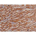 Phospho-SP1 (Thr739) Antibody in Immunohistochemistry (Paraffin) (IHC (P))