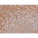 Phospho-SP1 (Thr739) Antibody in Immunohistochemistry (Paraffin) (IHC (P))