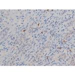 Phospho-HSP90 (Ser255) Antibody in Immunohistochemistry (Paraffin) (IHC (P))