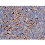 Phospho-HSP90 (Ser255) Antibody in Immunohistochemistry (Paraffin) (IHC (P))