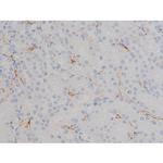 Phospho-HSP90 (Ser255) Antibody in Immunohistochemistry (Paraffin) (IHC (P))