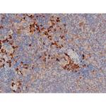 Phospho-HSP90 (Ser255) Antibody in Immunohistochemistry (Paraffin) (IHC (P))