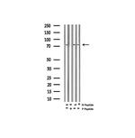 Phospho-Myb (Ser532) Antibody in Western Blot (WB)