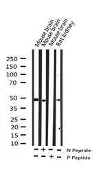 Phospho-SRF (Ser103) Antibody in Western Blot (WB)