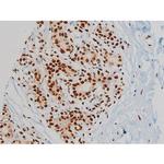 Phospho-Ezrin (Tyr478) Antibody in Immunohistochemistry (Paraffin) (IHC (P))