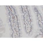 Phospho-Ezrin (Tyr478) Antibody in Immunohistochemistry (Paraffin) (IHC (P))