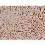 Phospho-Ezrin (Tyr478) Antibody in Immunohistochemistry (Paraffin) (IHC (P))