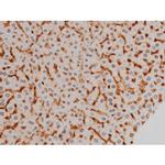 Phospho-Ezrin (Tyr478) Antibody in Immunohistochemistry (Paraffin) (IHC (P))