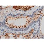 Phospho-Ezrin (Tyr478) Antibody in Immunohistochemistry (Paraffin) (IHC (P))