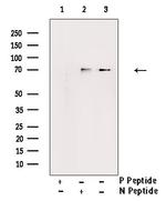 Phospho-Ezrin (Tyr478) Antibody in Western Blot (WB)