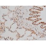 Phospho-ATF2 (Thr69, Thr51) Antibody in Immunohistochemistry (Paraffin) (IHC (P))