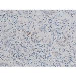 Phospho-ATF2 (Thr69, Thr51) Antibody in Immunohistochemistry (Paraffin) (IHC (P))