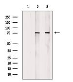 Phospho-ATF2 (Thr69, Thr51) Antibody in Western Blot (WB)