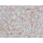 Phospho-ATF2 (Thr71, Thr53) Antibody in Immunohistochemistry (Paraffin) (IHC (P))