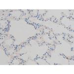 Phospho-ATF2 (Thr71, Thr53) Antibody in Immunohistochemistry (Paraffin) (IHC (P))