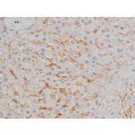 Phospho-ATF2 (Thr71, Thr53) Antibody in Immunohistochemistry (Paraffin) (IHC (P))