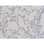 Phospho-ATF2 (Thr71, Thr53) Antibody in Immunohistochemistry (Paraffin) (IHC (P))