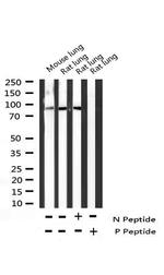 Phospho-VAV1 (Tyr174) Antibody in Western Blot (WB)