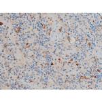 Phospho-CREB (Ser142) Antibody in Immunohistochemistry (Paraffin) (IHC (P))