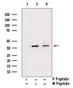Phospho-CREB (Ser142) Antibody in Western Blot (WB)