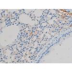 Phospho-Connexin 43 (Ser368) Antibody in Immunohistochemistry (Paraffin) (IHC (P))