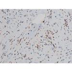 Phospho-JunD (Ser255) Antibody in Immunohistochemistry (Paraffin) (IHC (P))