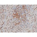 Phospho-JunD (Ser255) Antibody in Immunohistochemistry (Paraffin) (IHC (P))