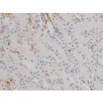 Phospho-JunD (Ser255) Antibody in Immunohistochemistry (Paraffin) (IHC (P))