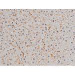 Phospho-JunD (Ser255) Antibody in Immunohistochemistry (Paraffin) (IHC (P))