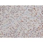 Phospho-JunD (Ser255) Antibody in Immunohistochemistry (Paraffin) (IHC (P))