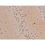 Phospho-JunD (Ser255) Antibody in Immunohistochemistry (Paraffin) (IHC (P))