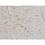 Phospho-JunD (Ser255) Antibody in Immunohistochemistry (Paraffin) (IHC (P))