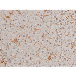 Phospho-JunD (Ser255) Antibody in Immunohistochemistry (Paraffin) (IHC (P))