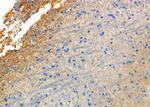 Phospho-Synapsin 1 (Ser9) Antibody in Immunohistochemistry (Paraffin) (IHC (P))