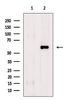 Phospho-Elk1 (Ser383) Antibody in Western Blot (WB)