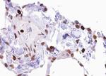 Phospho-Elk1 (Ser383) Antibody in Immunohistochemistry (Paraffin) (IHC (P))